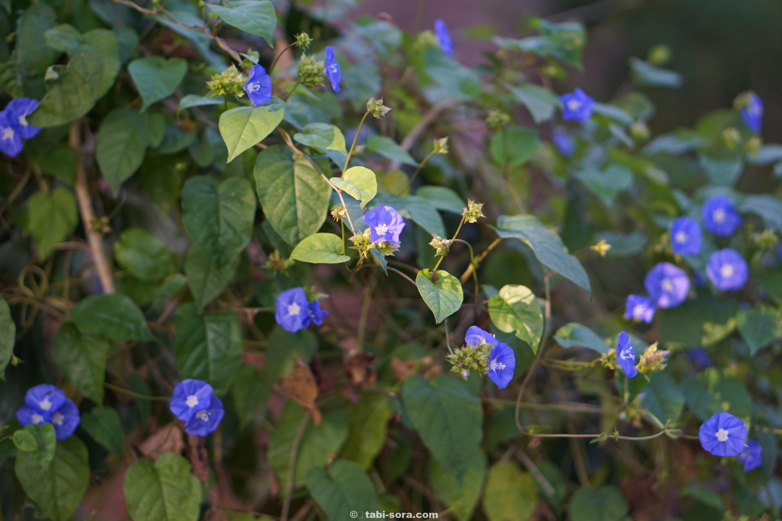 オーロヴィルの青い花