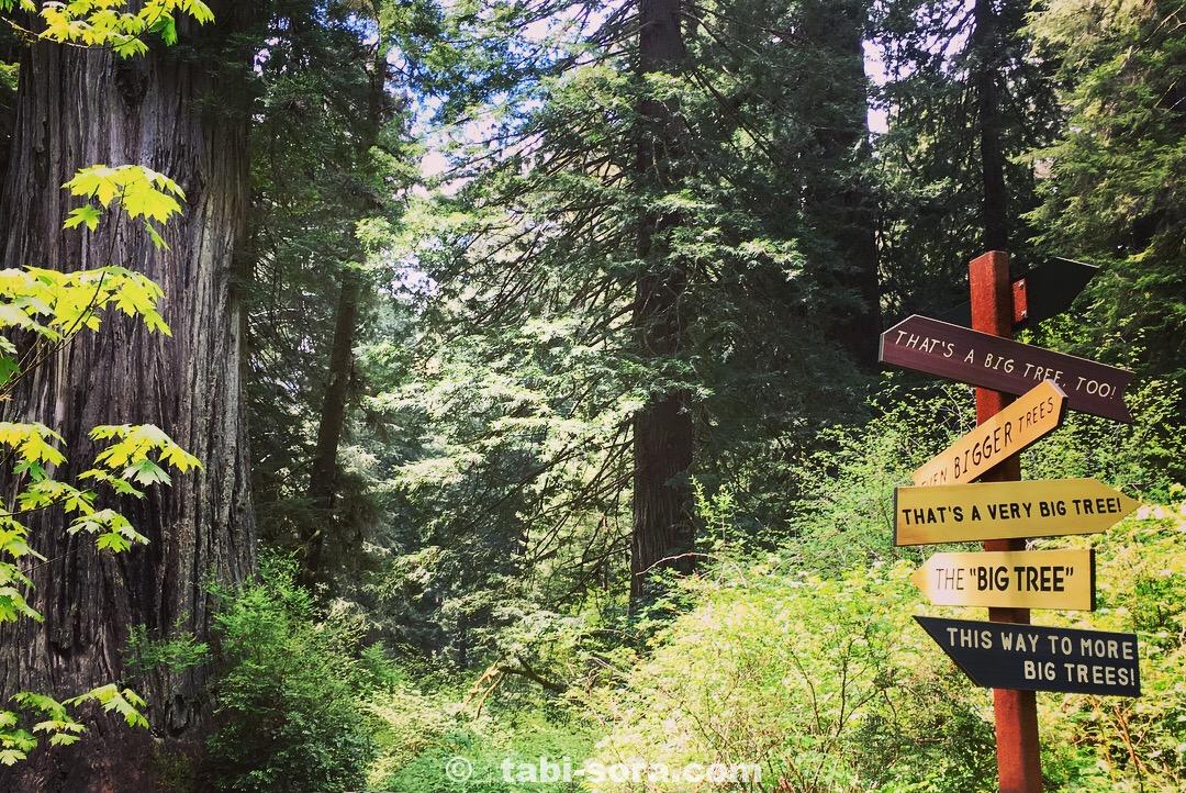 森好き 巨木好きなら絶対行くべきスポット レッドウッド国立公園 旅人ライフ森の相談所 森好き 巨木好きなら絶対行くべきスポット レッドウッド国立公園 旅人ライフ森の相談所