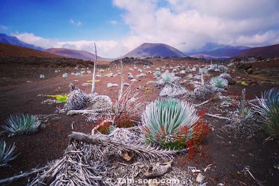 ハレアカラの銀剣草